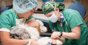 anesthesia_dog_surgery
