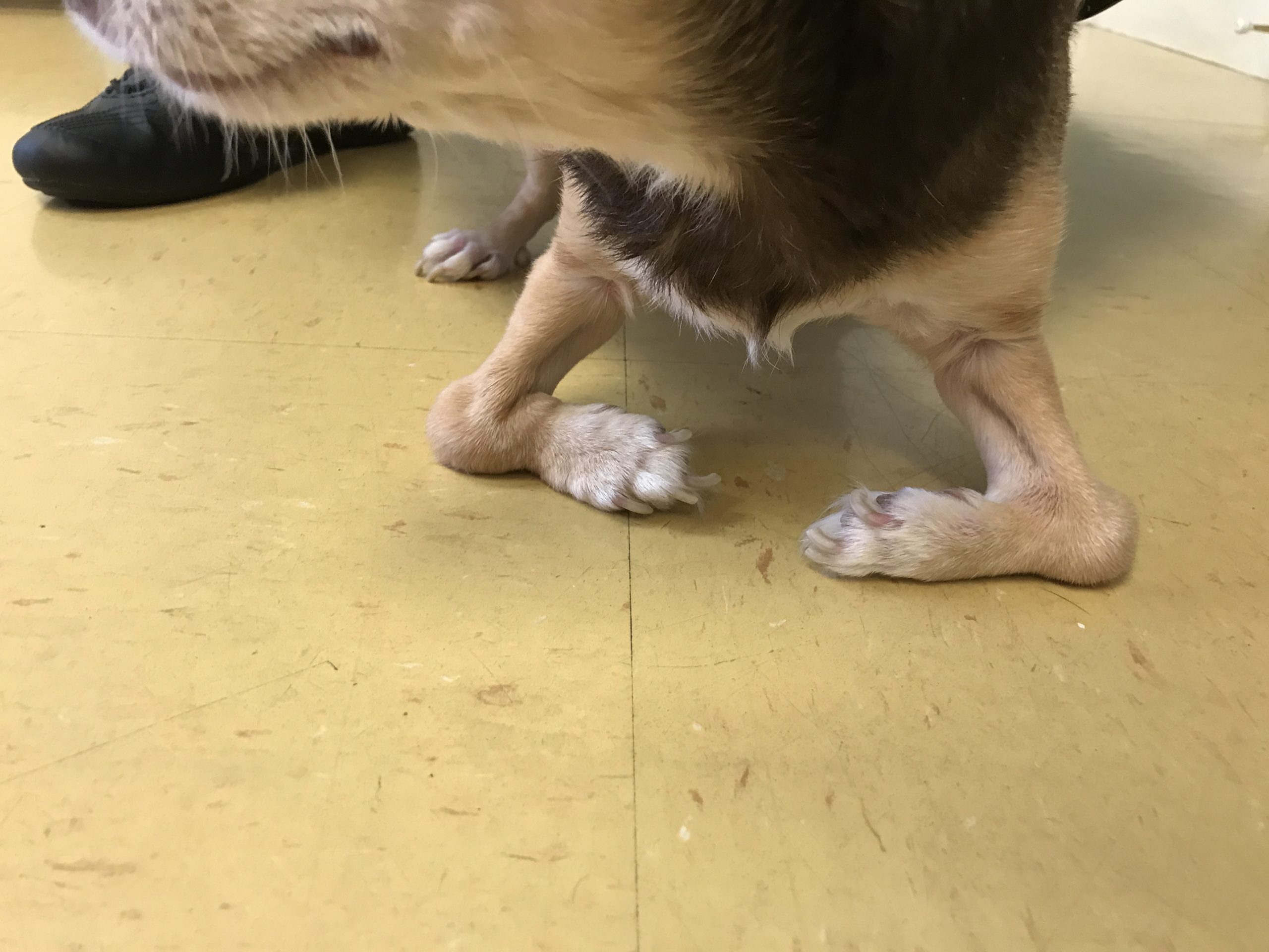 The Truth About Pet Birth Defects | Daily Treat by Dr. Hodge