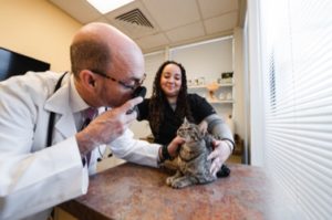 pet emergencies