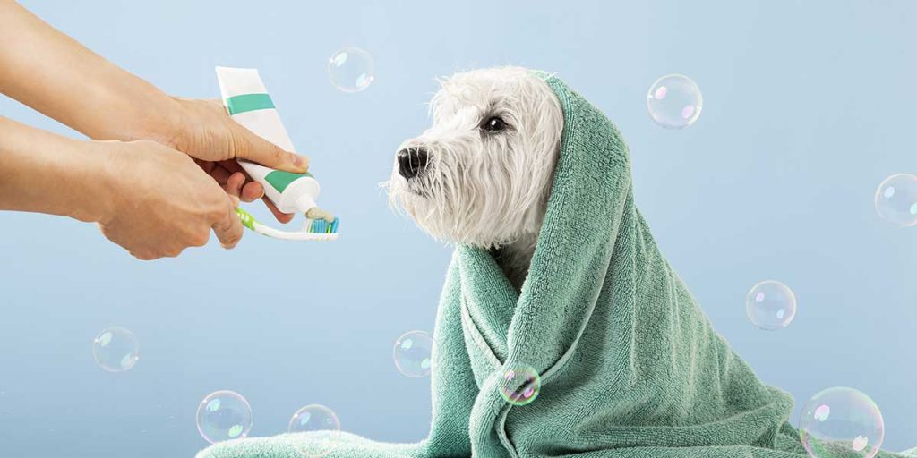 can you use human toothpaste on dogs