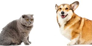 obesity in animals