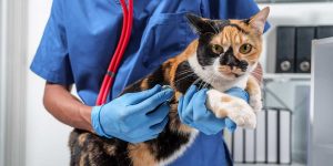 veterinarian-holding-a-cat