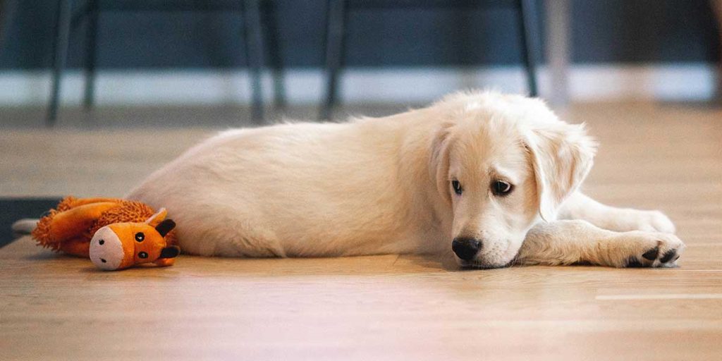 signs of heart murmur in dogs