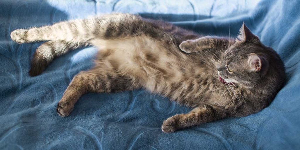 what to do if your cat has a seizure