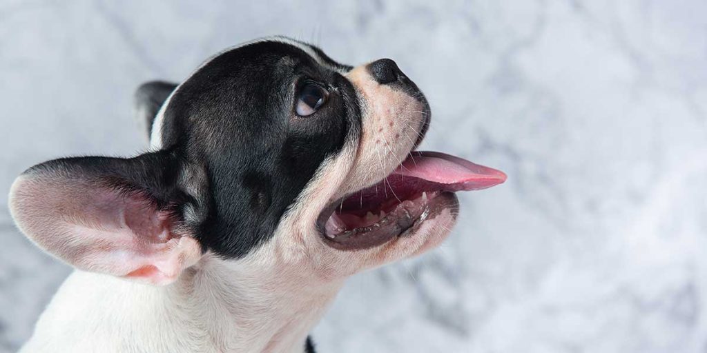 why is my dog breathing fast