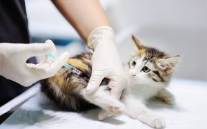Cat Vaccinations