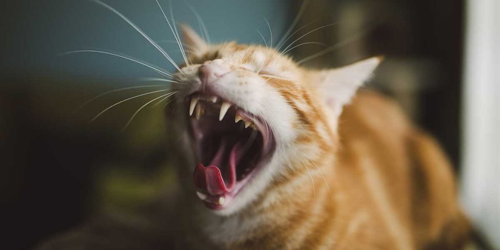 An orange tabby cat wide-mouthed yawning, showcasing its sharp fangs and slightly yellowed teeth against a soft, blurred background.