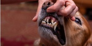 Dog with a damaged tooth being examined by a veterinarian for potential dental emergency care | Is It an Emergency if a Dog Breaks a Tooth