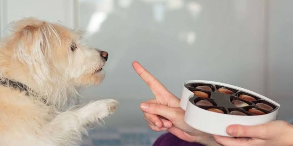 Veterinarian examining a dog after it accidentally ate chocolate while the owner looks concerned | Dog Eats Chocolate