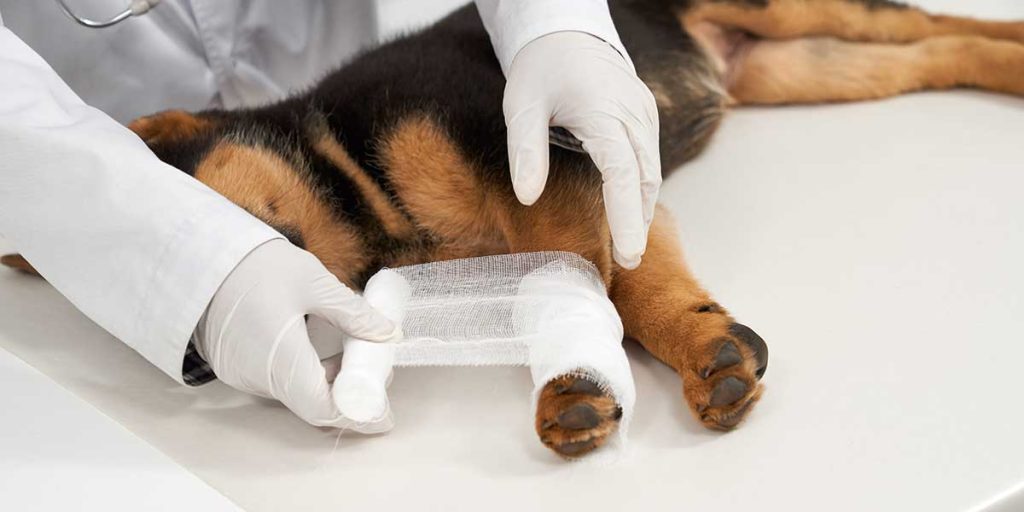 A veterinarian wearing white gloves gently wraps a white gauze bandage around a German Shepherd puppy's injured leg.